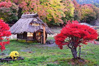 Jesień, Kawaguchi. Japonia.