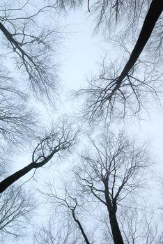Korony drzew bez liści