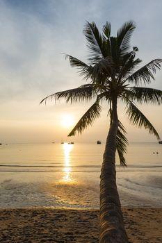 Palma na plaży o zachodzie słońca. Plaża z Koh Tao, Tajlandia, Azja