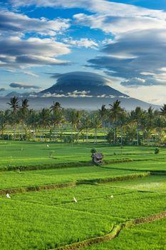 Pola ryżowe na tle wulkanu Gunung Agung. Indonezja