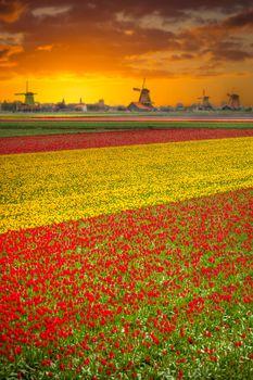 Pola tulipanów na tle młynów. Holandia
