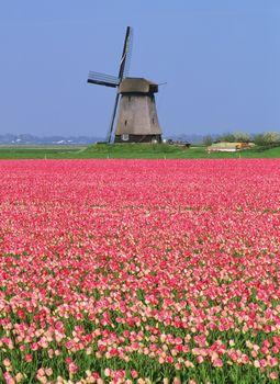 Pole tulipanów na tle drewnianego wiatraka. Holandia