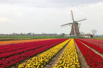 Pole tulipanów na tle wiatraka. Holandia