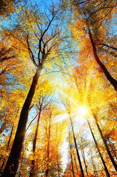 Promienie słońca między drzewami