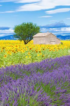 Widok na pola lawendy oraz słonecznika. Francja
