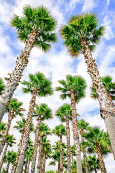 Wysokie chińskie palmy konopi 