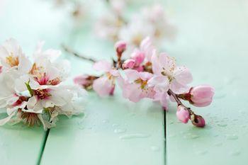 Kwiat migdałowca na miętowym stole