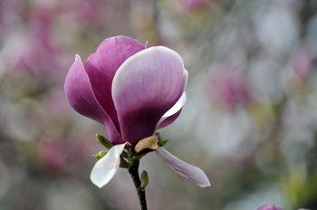 Kwiat magnolii
