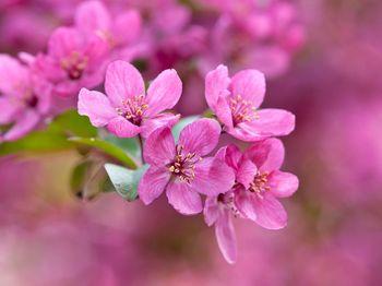 Kwitnący różowy kwiat jabłoni