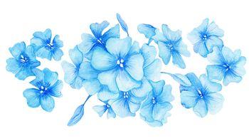Niebieskie kwiaty, rysunek