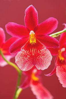 Orchidea w odcieniach czerwieni