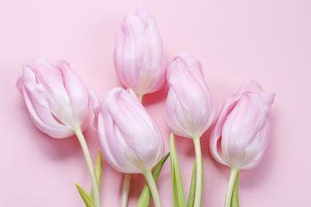 Pięć tulipanów