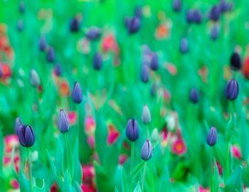 Pole niebieskich tulipanów