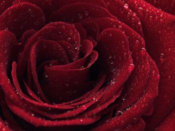 Rosa na czerwonej róży