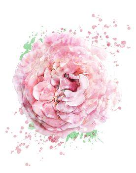 Róża w stylu watercolor