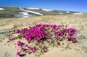 Różowe kwiaty na piaszczystym podłożu
