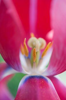 Słupki tulipana
