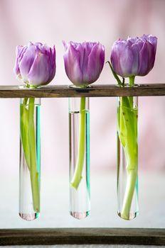 Tulipany w fiolkach