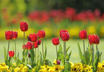 Wiosenne czerwone tulipany