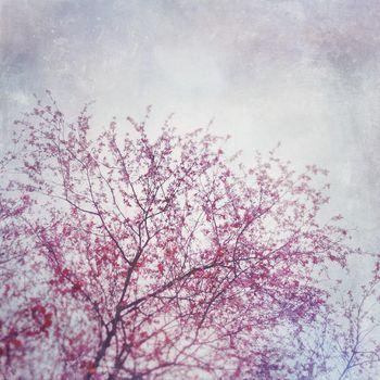 Kwitnące drzewo na tle nieba