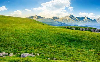 Łąka w Tatrach latem