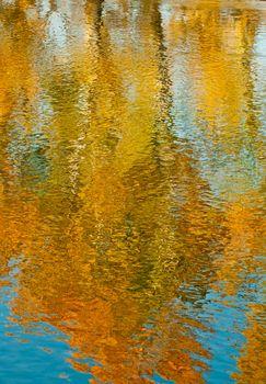 Odbicie drzewa w wodzie