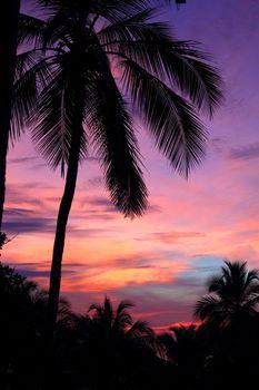 Palma na tle zachodzącego słońca