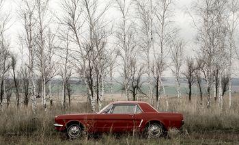  Piękny Ford Mustang na syberyjskiej pustyni.