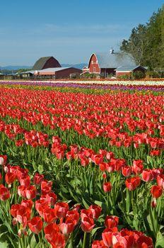 Pole czerwonych tulipanów
