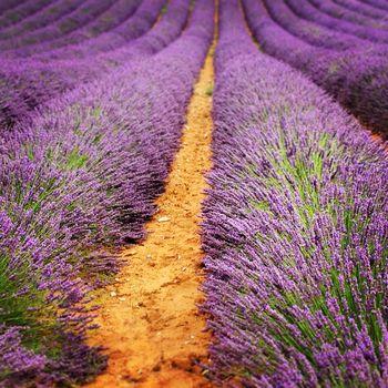 Pole lawendy w francuskim mieście Roussillon