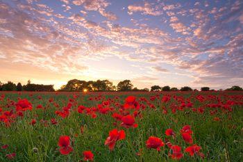 Pole maków na tle zachodzącego słońca