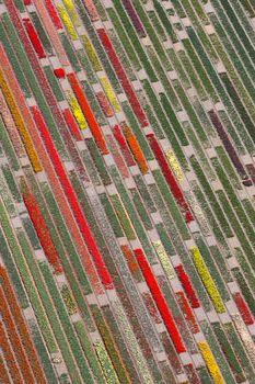 Pole tulipanów z lotu ptaka