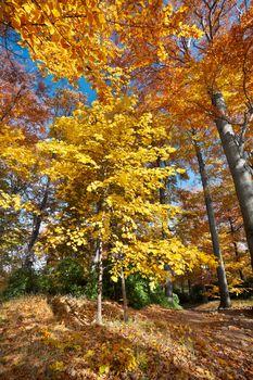 Jesienny las w Pieninach