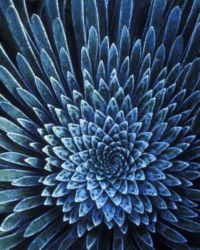 Roślina w niebieskich odcieniach