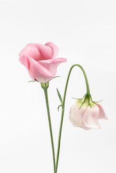 Róże na białym tle