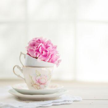 Różowa hortensja w ozdobnej filiżance