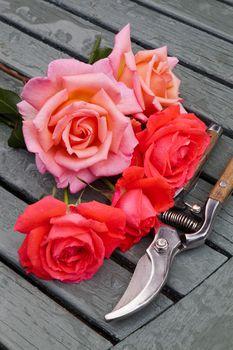 Świeżo ścięte róże