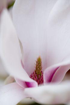 Szypułka kwiatu w przybliżeniu