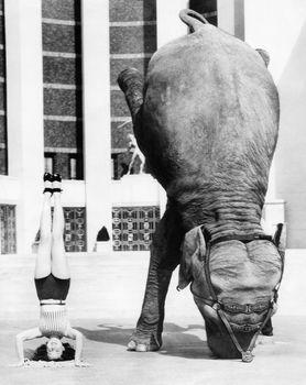 Kobieta i słoń stojący na głowie