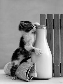 Kot z butelką mleka