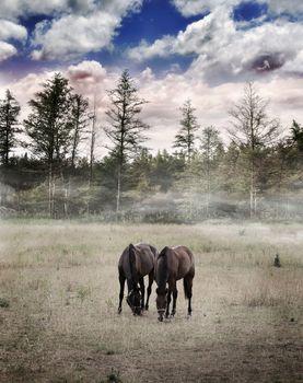 Dwa konie na polanie