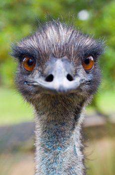 Emu