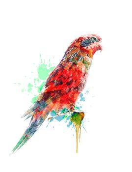 Kolorowa papuga