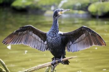 Kormoran na gałęzi