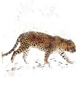 Leopard - rysunek