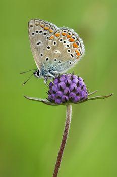 Motyl na fioletowym kwiatku