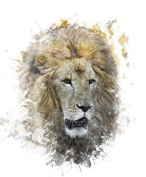 Obraz lwa
