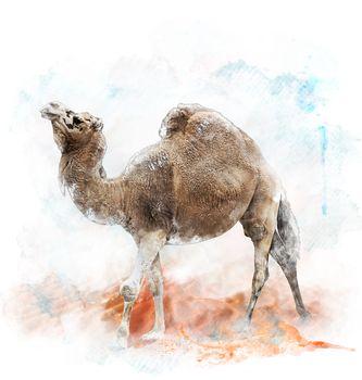 Obraz przedstawiający wielbłąda