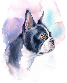 Pies rasy boston terrier