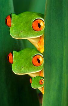  Trzy żaby o czerwonych oczach